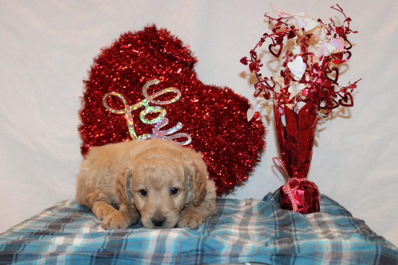 puppy, for, sale, Mini Goldendoodle F2, Matthew B. Stoltzfus, dog, breeder, Gap, PA, dog-breeder, puppy-for-sale, forsale, nearby, find, puppyfind, locator, puppylocator, aca